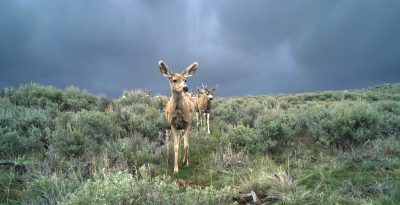 Several deer walk in a line through a sagebrush steppe under a cloudy sky.