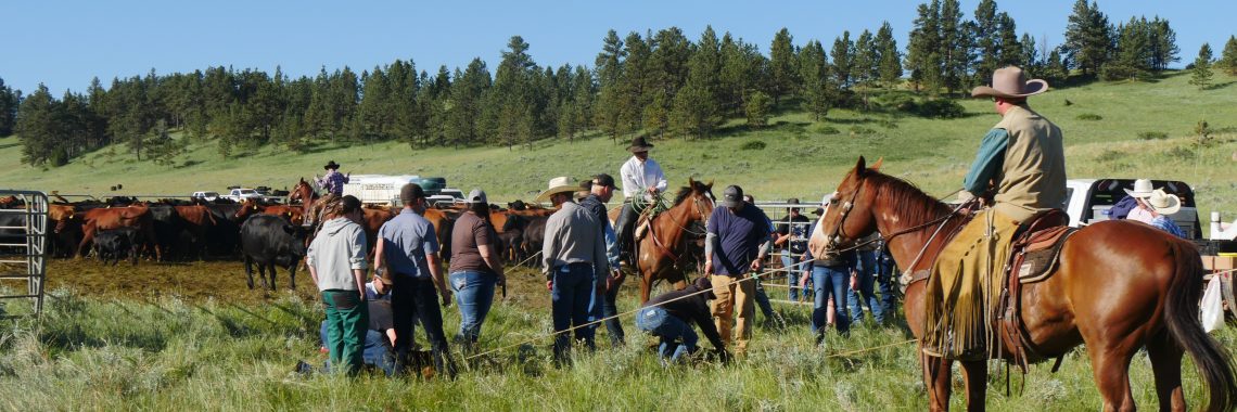 Ranchers on horseback and workers on foot process cattle in a fenced area on a grassy field, with rolling hills and trees in the background.