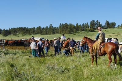 Ranchers on horseback and workers on foot process cattle in a fenced area on a grassy field, with rolling hills and trees in the background.