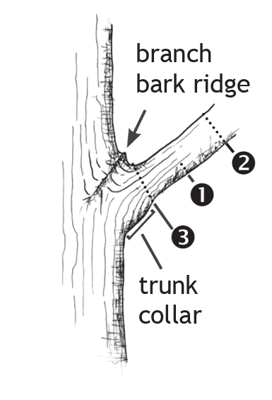 black and white illustration showing the branch bark ridge and trunk collar of a tree, along with the numbers 1, 2, 3 indicating in what order to make pruning cuts