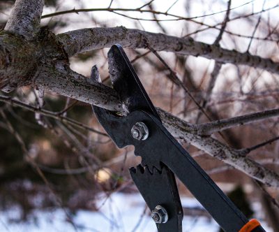 black pruning shears partially closed around a thin tree branch with snow in the background