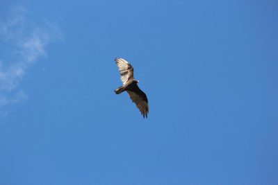 A bird in flight