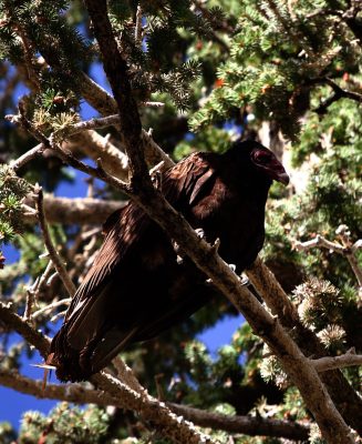 A bird perched on a branch