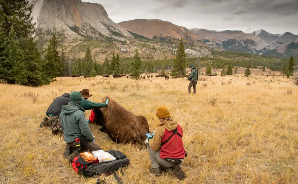 Several people kneel beside a sedated buffalo lying on the ground. In the distance a scattered group of buffalo stand in a yellow meadow bounded by trees