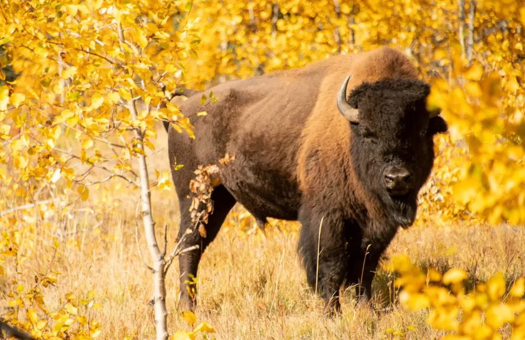 Bison stands in a grove of yellow trees and tan grass