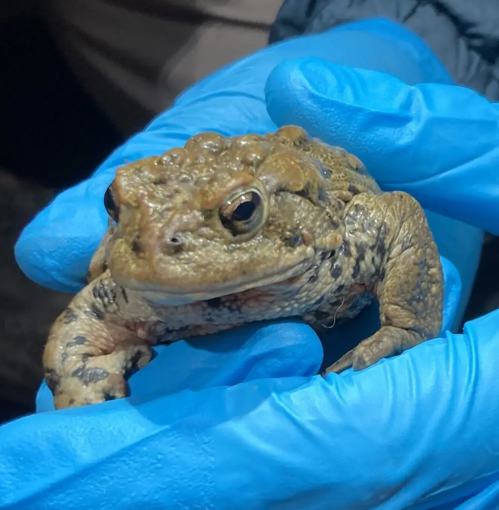boreal toad held in blue-gloved hand