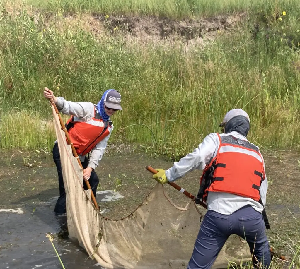 two people, one on each side, drag a large net through shallow water to sample for fish.