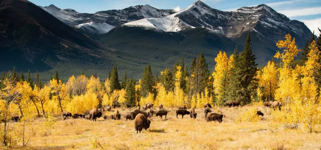 group of bison stand in a yellow meadow near yellow trees and green pines with snow-dusted mountains in the background