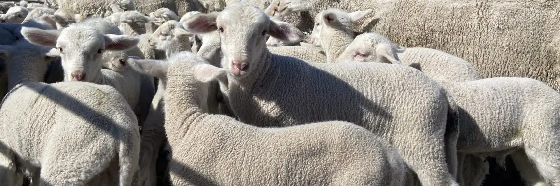 dense flock of white lambs with blue sky in the background