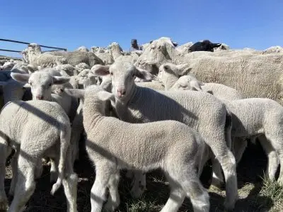 dense flock of white lambs with blue sky in the background