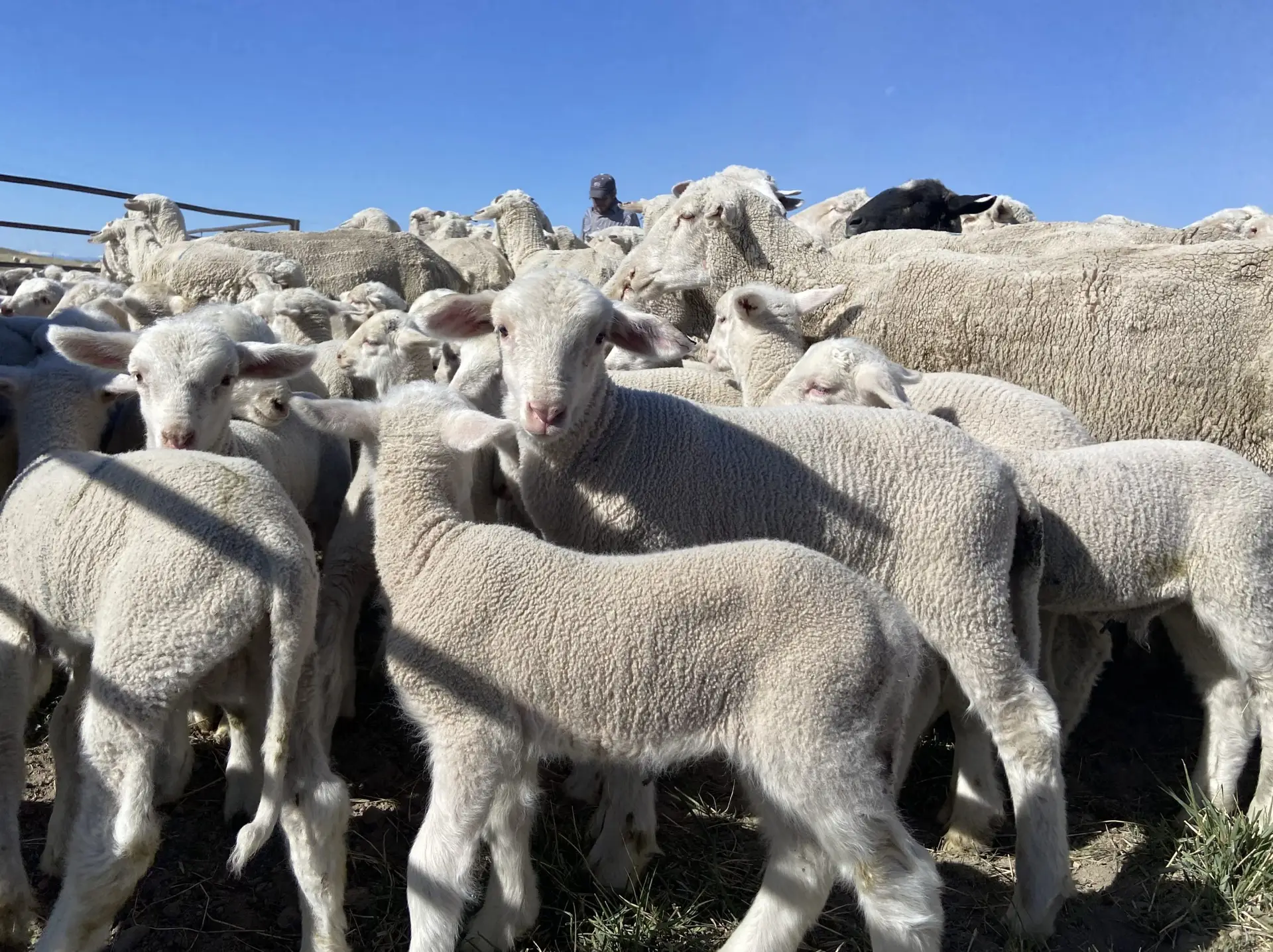 dense flock of white lambs with blue sky in the background