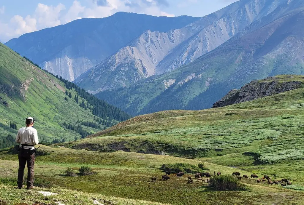 man facing away from the camera looks at a group of bison in a green valley bordered by mountains