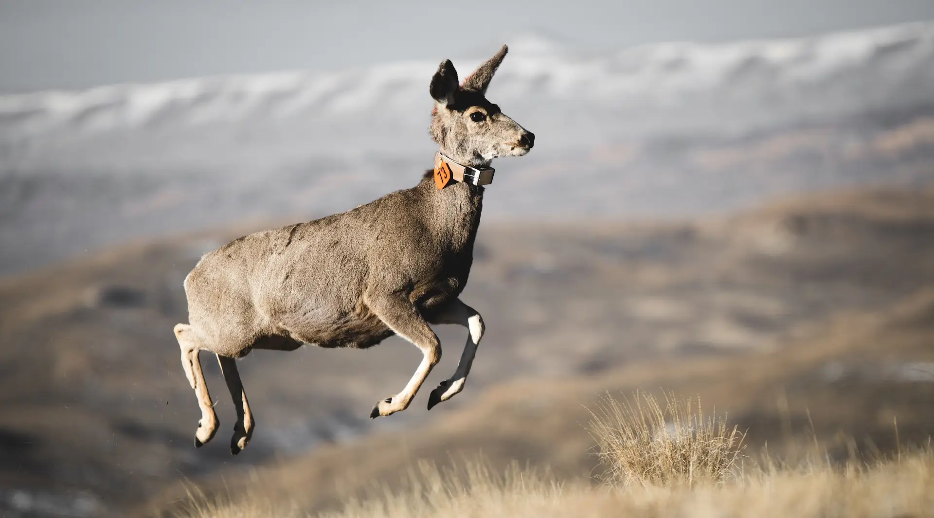 collared mule deer leaping over brown grass, fully airborne