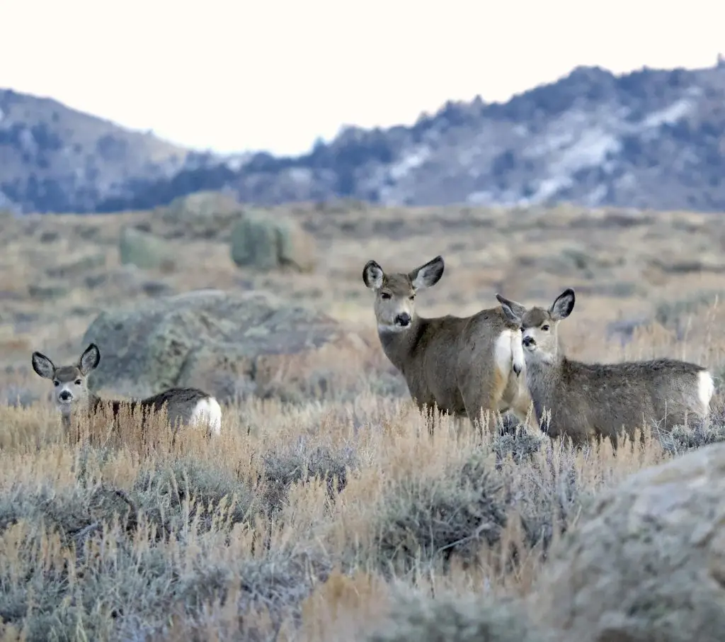 three mule deer, one older and two younger, stand in a field of sagebrush