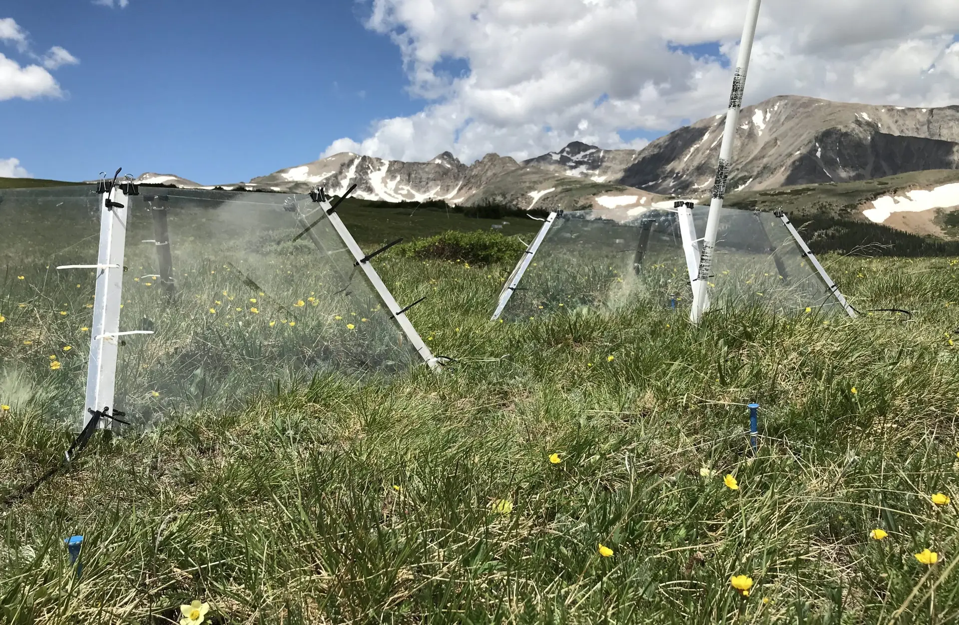 plexiglas growth chambers containing yellow flowers in a grassy alpine mealow with mountains and blue sky with clouds in the background
