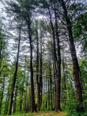 Tall deciduous trees