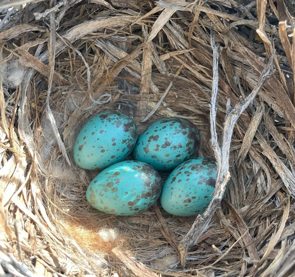 four turquoise-colored eggs with black spots in a bird's nest