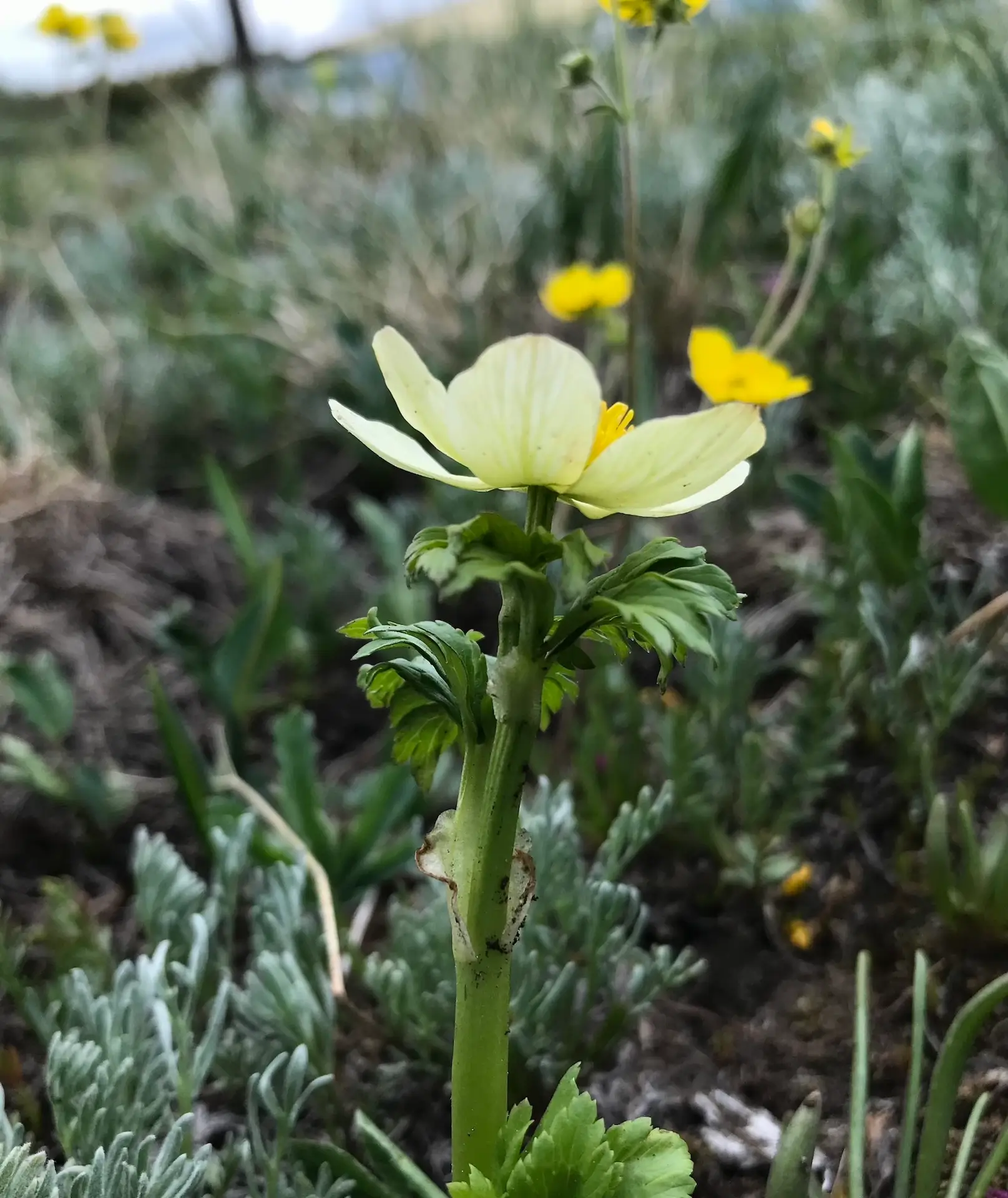 yellow flower in an alpine meadow
