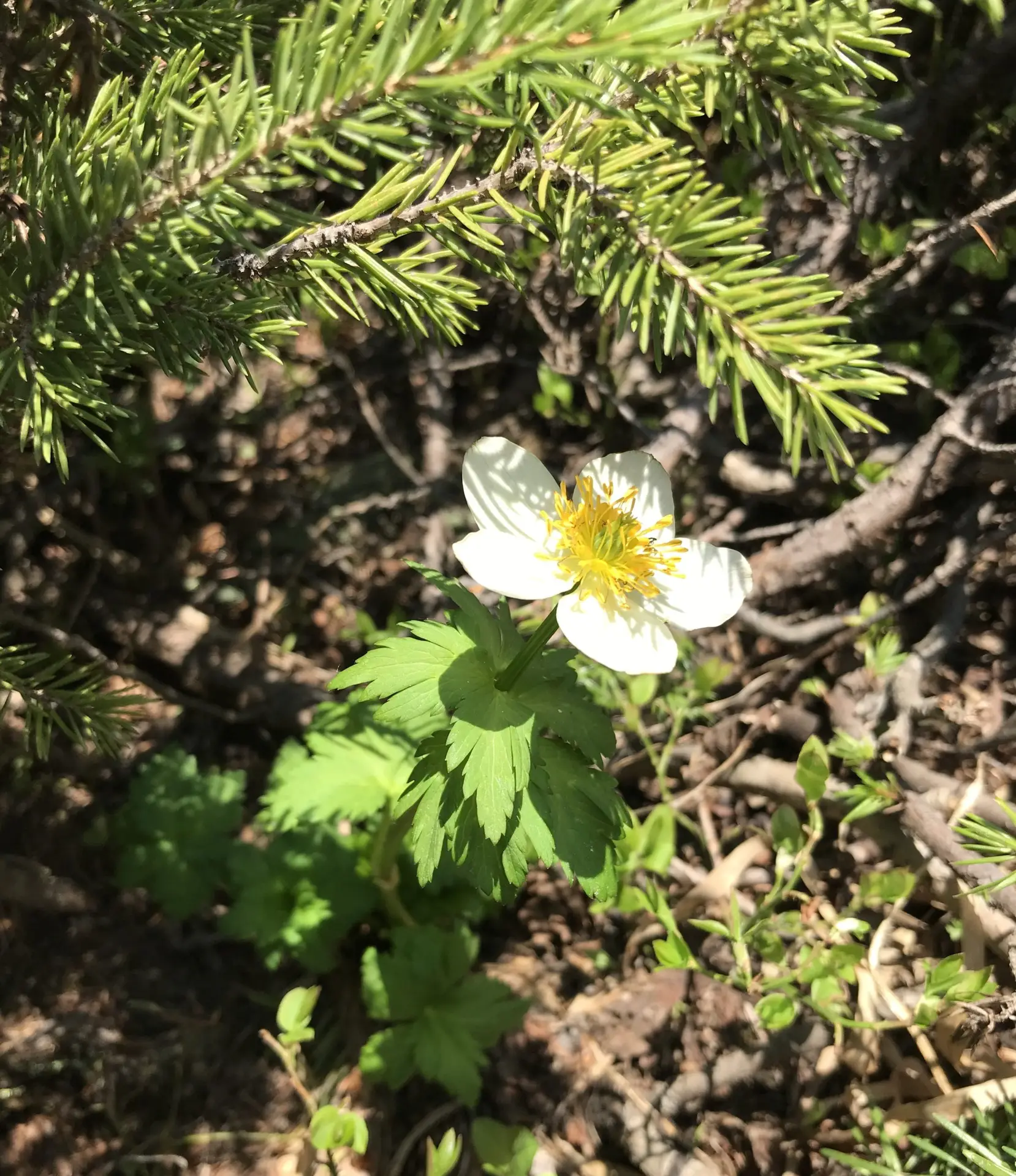 yellow flower growing under the branch of a pine tree