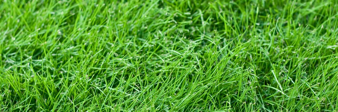 Fresh green grass in a lawn