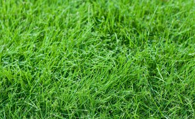 Fresh green grass in a lawn