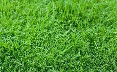 Fresh green grass in a lawn