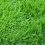 UW Extension Offers Resources on Establishing and Caring for Turf and Trees