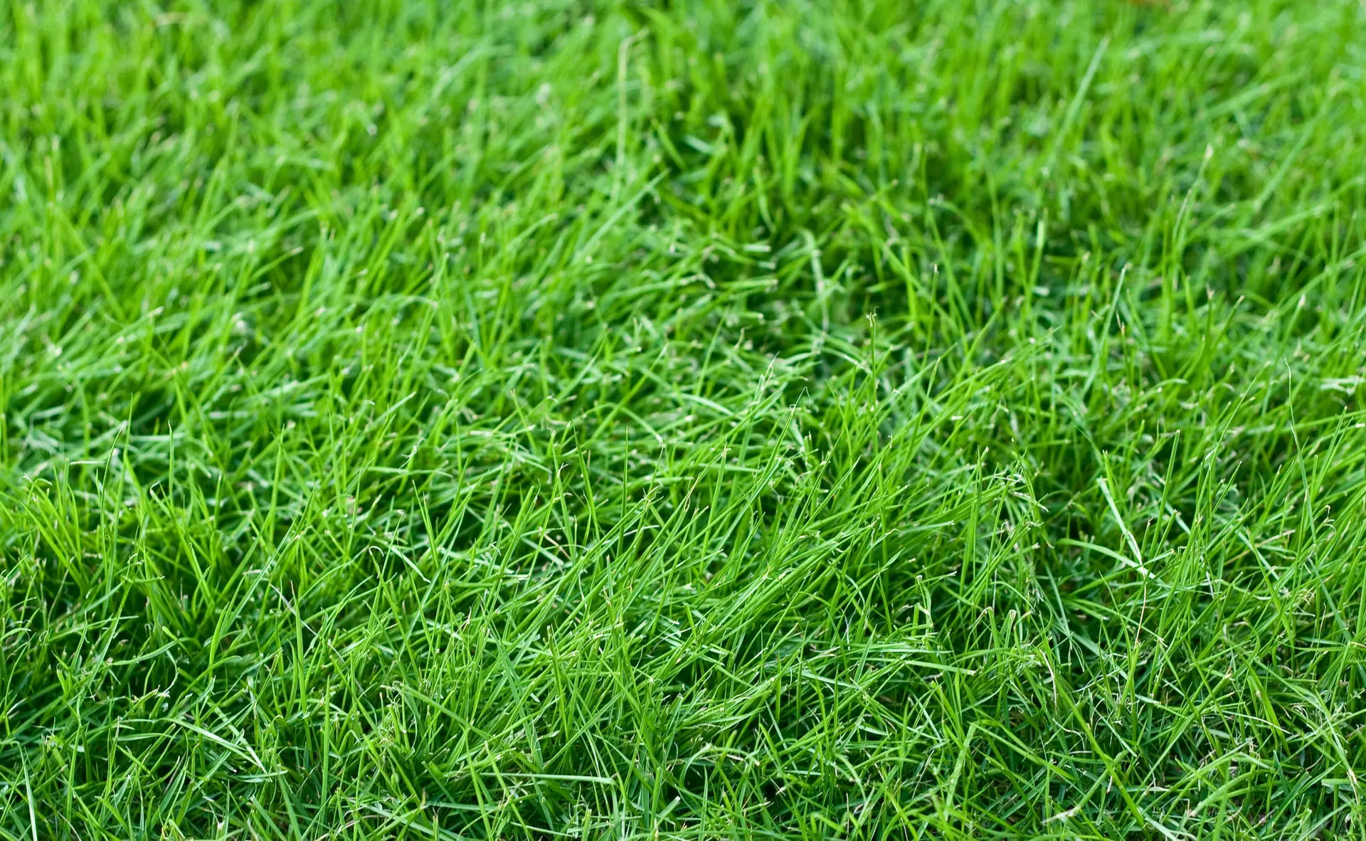Fresh green grass in a lawn
