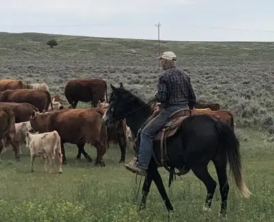 man on horseback herds cows and calves on open rangeland