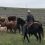 UW Establishes Doug and Deniz Stark Ranch Management and Agricultural Leadership Professorship