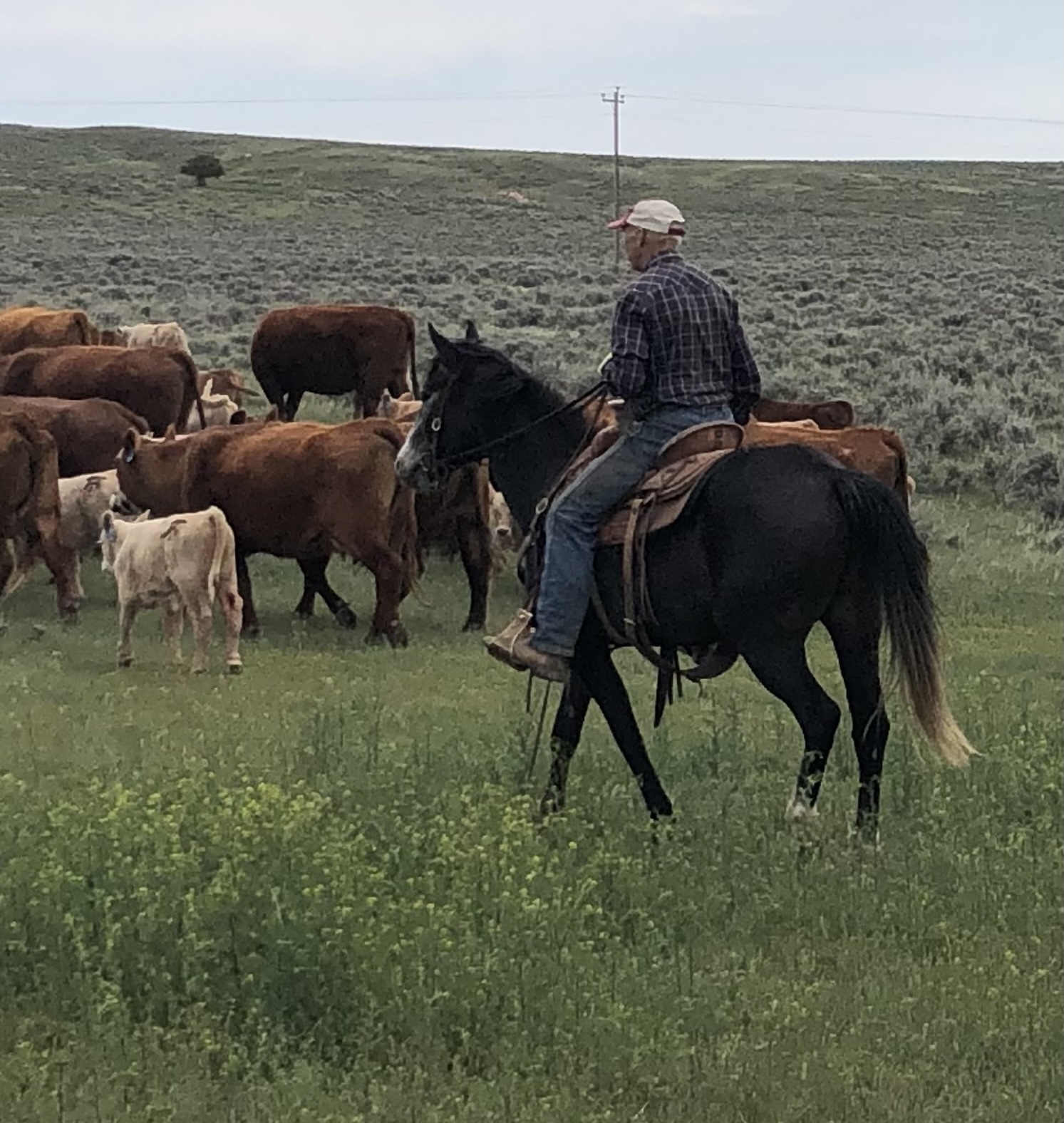 man on horseback herds cows and calves on open rangeland
