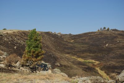 A burned landscape.