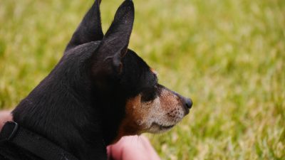 A dog.