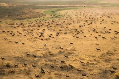 A field with many animals running across