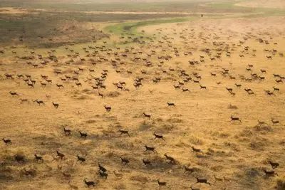 A field with many animals running across