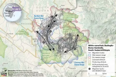 Map with lines showing migration routes