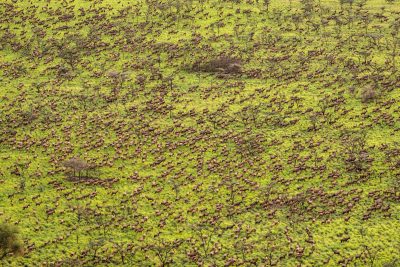 A field with thousands of animals