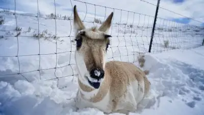 A pronghorn standing in snow next to a fence
