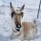 New UW Documentary Shows People Helping Pronghorn After Devastating Winter