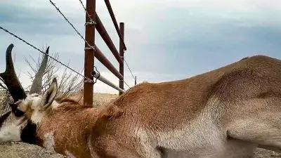 A pronghorn buck walking underneath a fence. 
