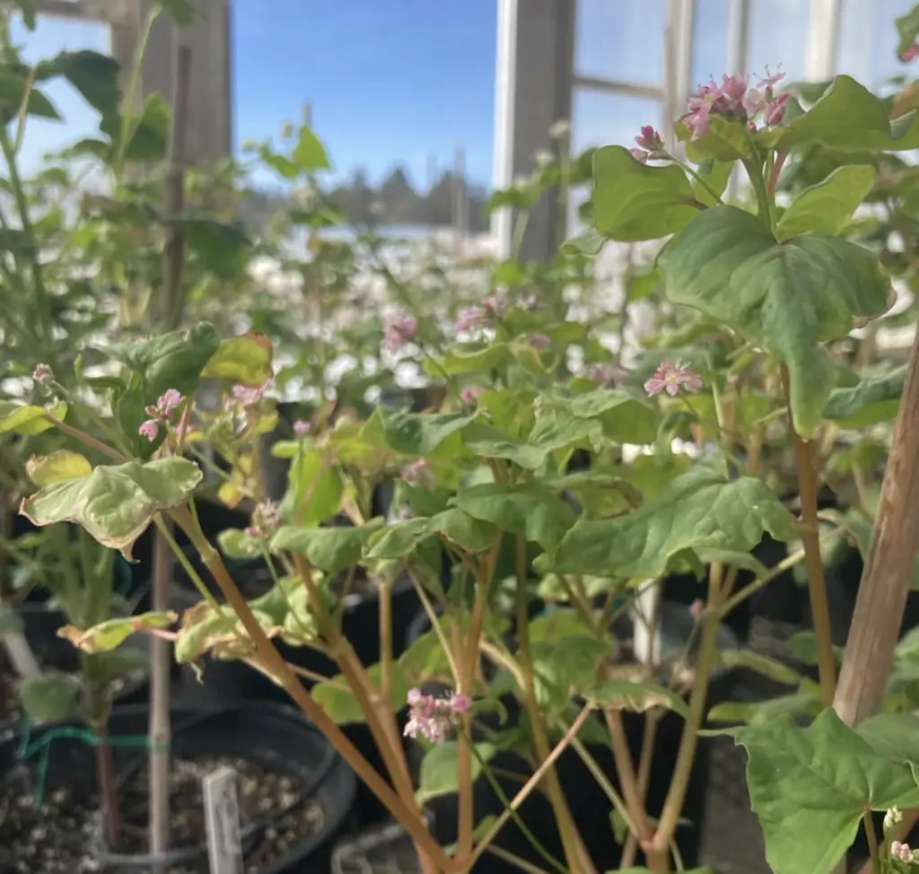 green buckwheat plants with pink flowers growing in a greenhouse next to a window with blue sky visible