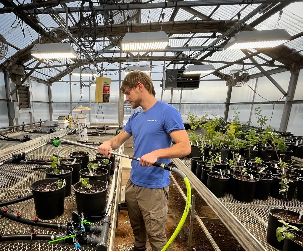 man waters plants in a greenhouse by hand using a hose