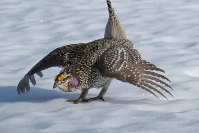 A grouse leaning forward with its wings spread out