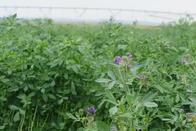 A close up of an alfalfa field.