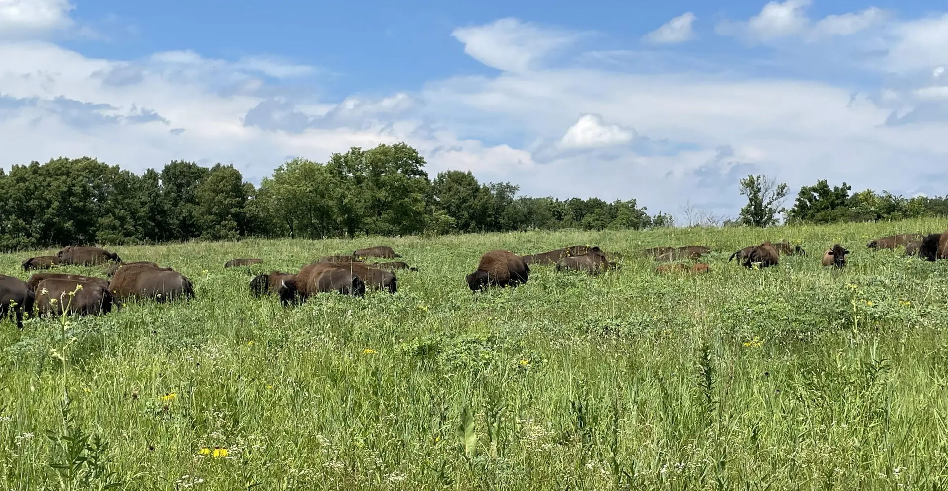 bison graze in tall green grass sprinkled with wildflowers and bounded by trees. A blue sky with some clouds is overhead.