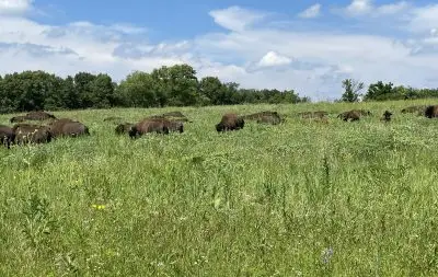 bison graze in tall green grass sprinkled with wildflowers and bounded by trees. A blue sky with some clouds is overhead.