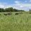 From Degraded to Restored: How Soil Mycorrhizal Fungi React to Restoration Management Practices