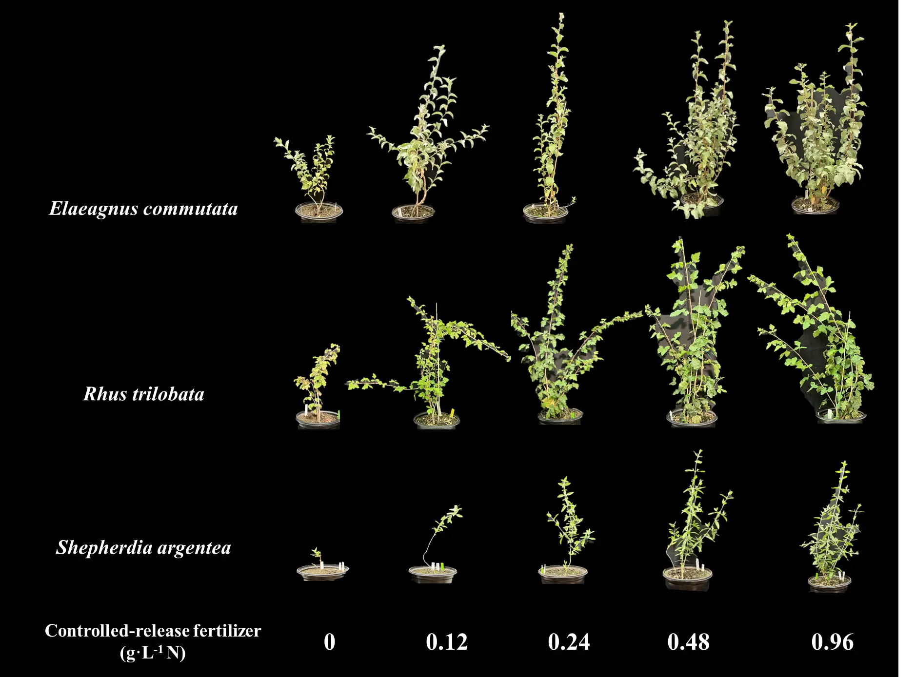 three rows of photos showing the growth of silverberry (Elaeagnus commutata), skunkbrush (Rhus trilobata), and silver buffaloberry (Shepherdia argentea) with five different controlled-release fertilizer treatments