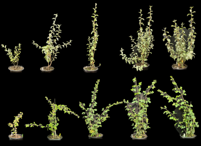 two rows of five plants progressing rom smallest on the left to largest on the right on a black background