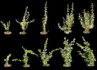 two rows of five plants progressing rom smallest on the left to largest on the right on a black background